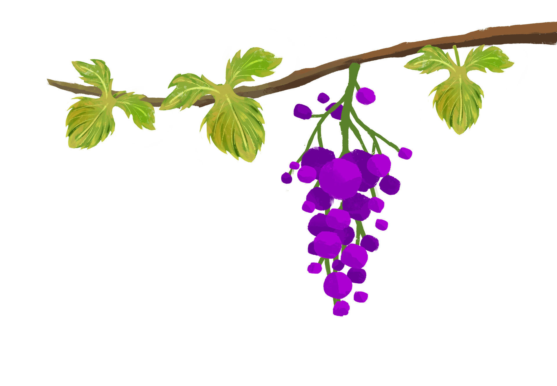 Co-leads section vine