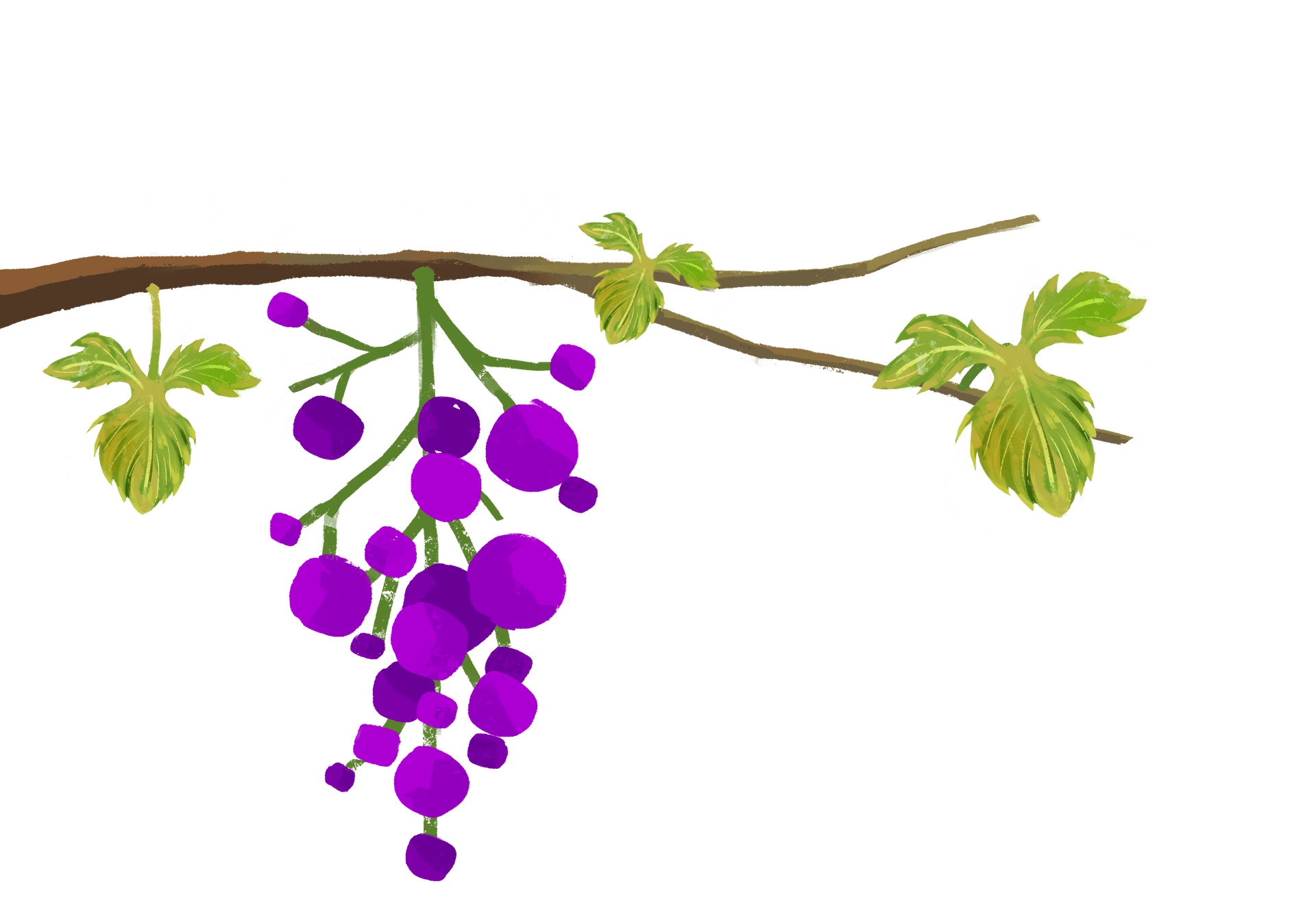 Web and tech section vine